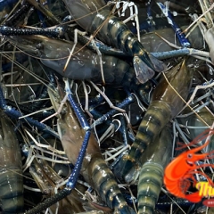 Tôm càng xanh loại 3: 1kg/15 con mua ở đâu rẻ TP.HCM