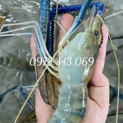 Tôm càng xanh làm gì ngon ! Món ngon từ tôm càng xanh